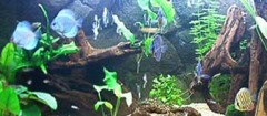 aquarios-e-peixes-sao-joao-del-rei-1402279950
