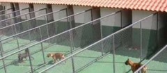 hotel-para-animais-sao-joao-del-rei-1402281600
