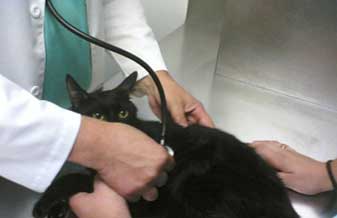 Animais e Cia. - Foto 1